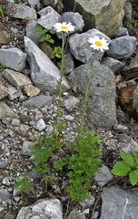 Chrysanthemum maximowiczii