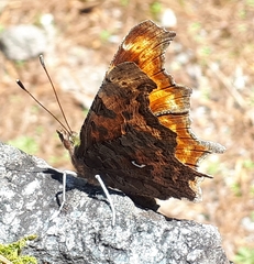 Polygonia c-album