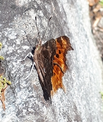 Polygonia c-album
