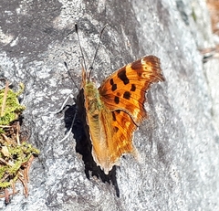 Polygonia c-album