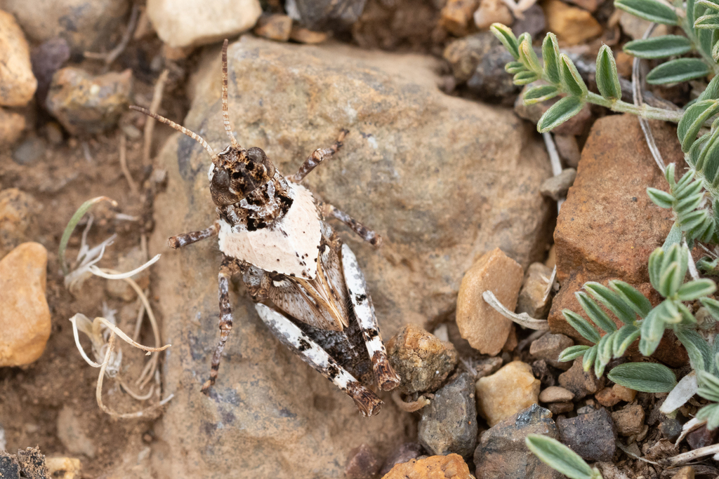 Angaracris barabensis from Kosh-Agachsky District, Altai Republic ...