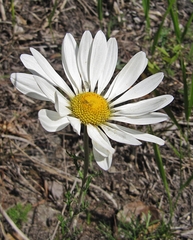 Chrysanthemum maximowiczii