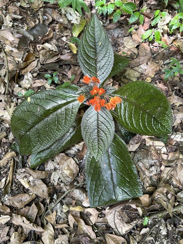 Foto de Canário-vegetal