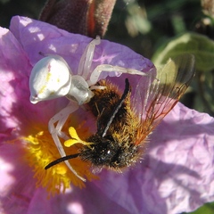 Dasyscolia ciliata