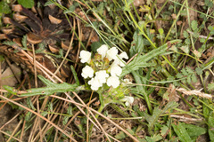 Prunella laciniata