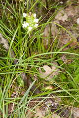 Prunella laciniata