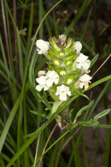 Prunella laciniata