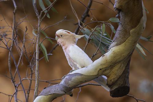 Pink Cockatoo (Cacatua leadbeateri)