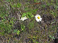Chrysanthemum maximowiczii