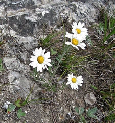 Chrysanthemum maximowiczii