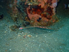 Dunckerocampus dactyliophorus