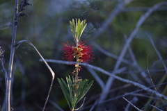 Melaleuca pachyphylla