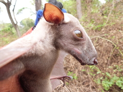 Hypsignathus monstrosus