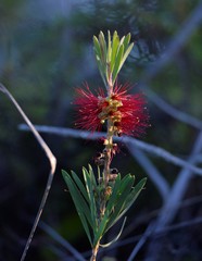Melaleuca pachyphylla