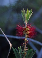 Melaleuca pachyphylla