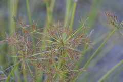 Cyperus haspan juncoides