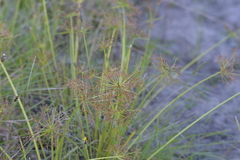 Cyperus haspan juncoides