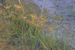 Cyperus haspan juncoides