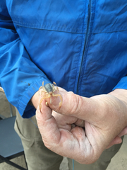 Smeringurus vachoni