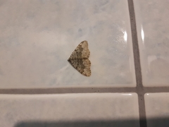 Coenotephria ablutaria