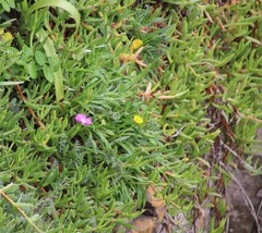Carpobrotus dimidiatus