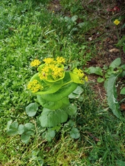 Smyrnium perfoliatum rotundifolium