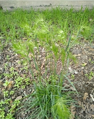 Poa bulbosa vivipara