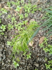 Poa bulbosa vivipara