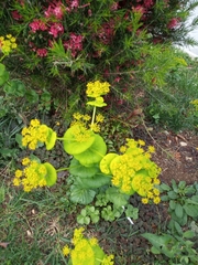 Smyrnium perfoliatum rotundifolium