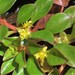 Ludwigia repens - Photo (c) Eric M Powell, algunos derechos reservados (CC BY-NC), uploaded by Eric M Powell
