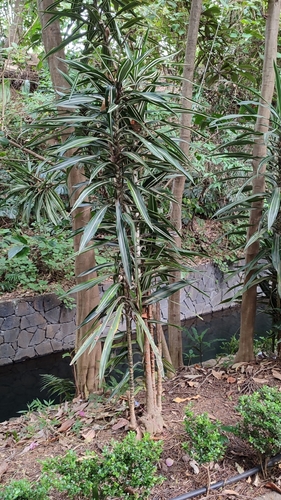Foto de Pau-d'água