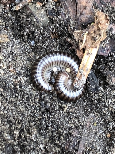 Cylindroiulus caeruleocinctus