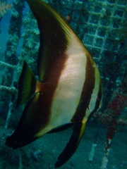 Platax pinnatus