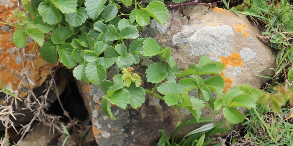 Cyphostemma natalitium, Wild Coast Cutweni to Dakane - Mzimpunzi to Mguga Rivers