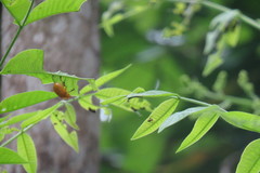 Podontia lutea