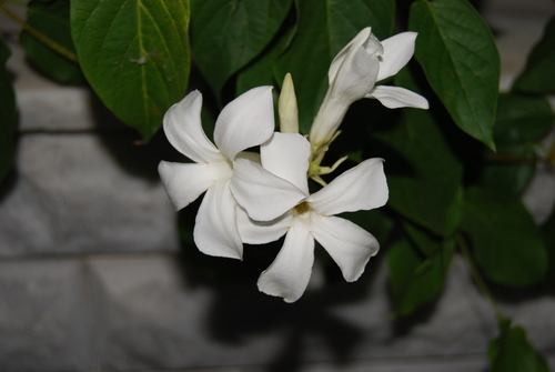 Chilean Jasmine (mandevilla Laxa) · Inaturalist