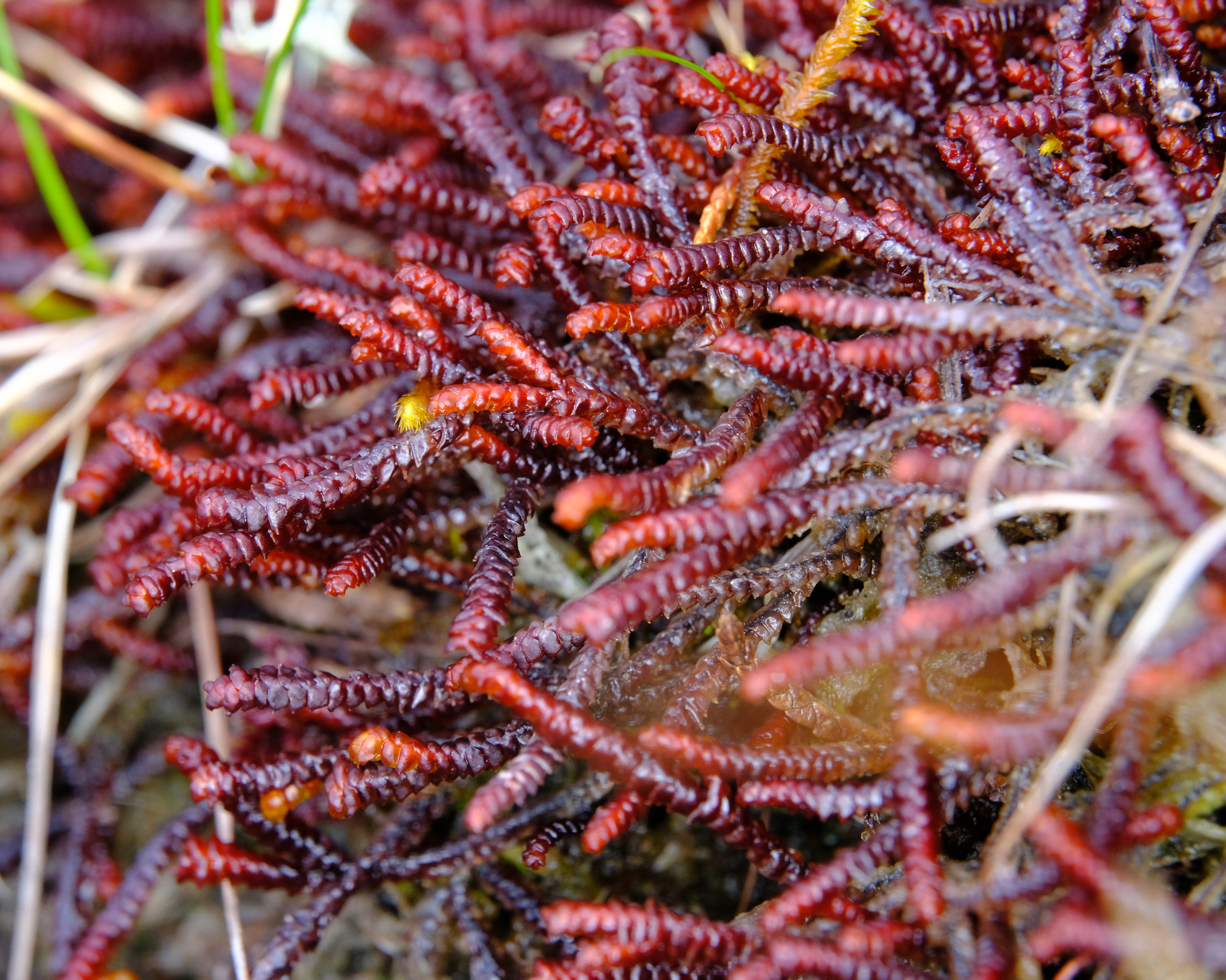 Pleurozia purpurea