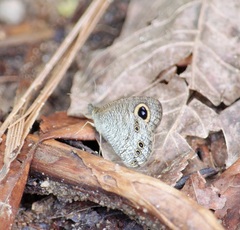Ypthima horsfieldii humei