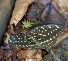 Lexias dirtea merguia