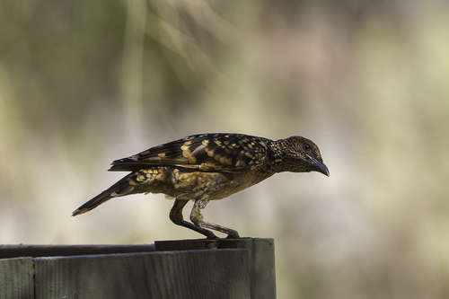 Western Bowerbird (Chlamydera guttata)