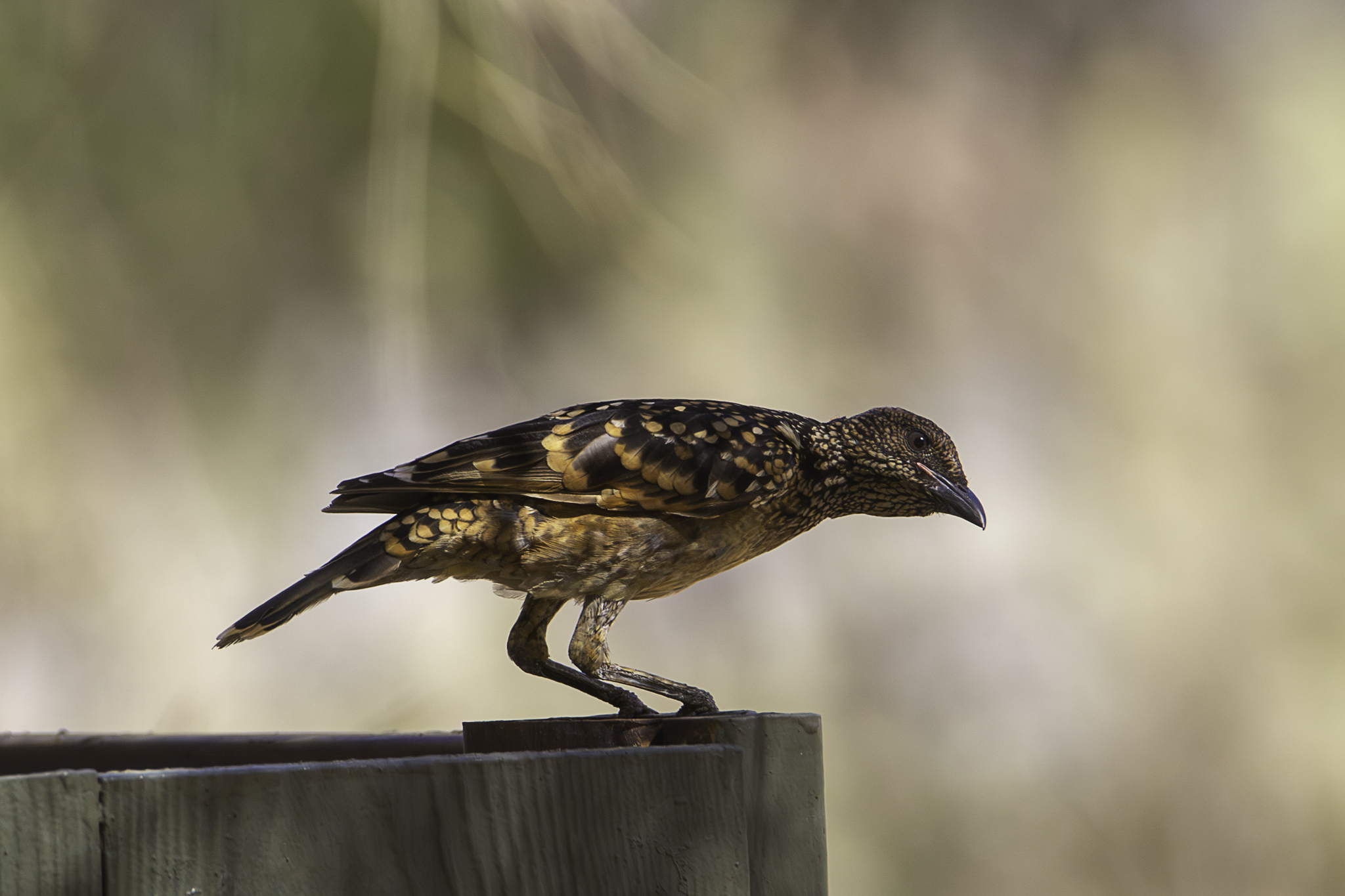 Western Bowerbird (Chlamydera guttata)