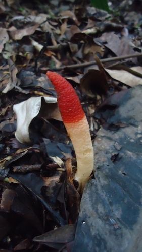 Mutinus argentinus
