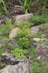 Cyphostemma natalitium