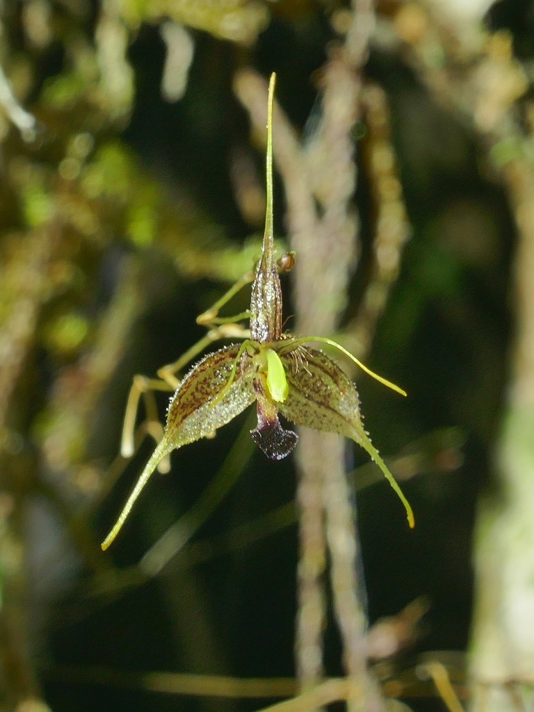 Andreettaea cestrochila