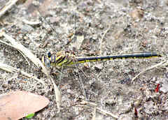 Phanogomphus hodgesi