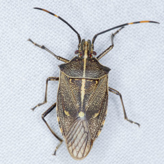 Omyta centrolineata