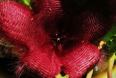 Stapelia grandiflora