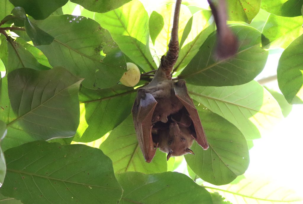 Gambian Epauletted Fruit Bat from Tamale, Ghana on January 17, 2017 at ...