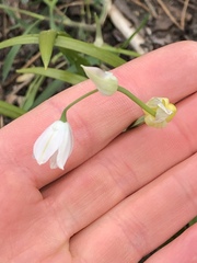 Allium paradoxum