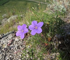 Erodium tataricum